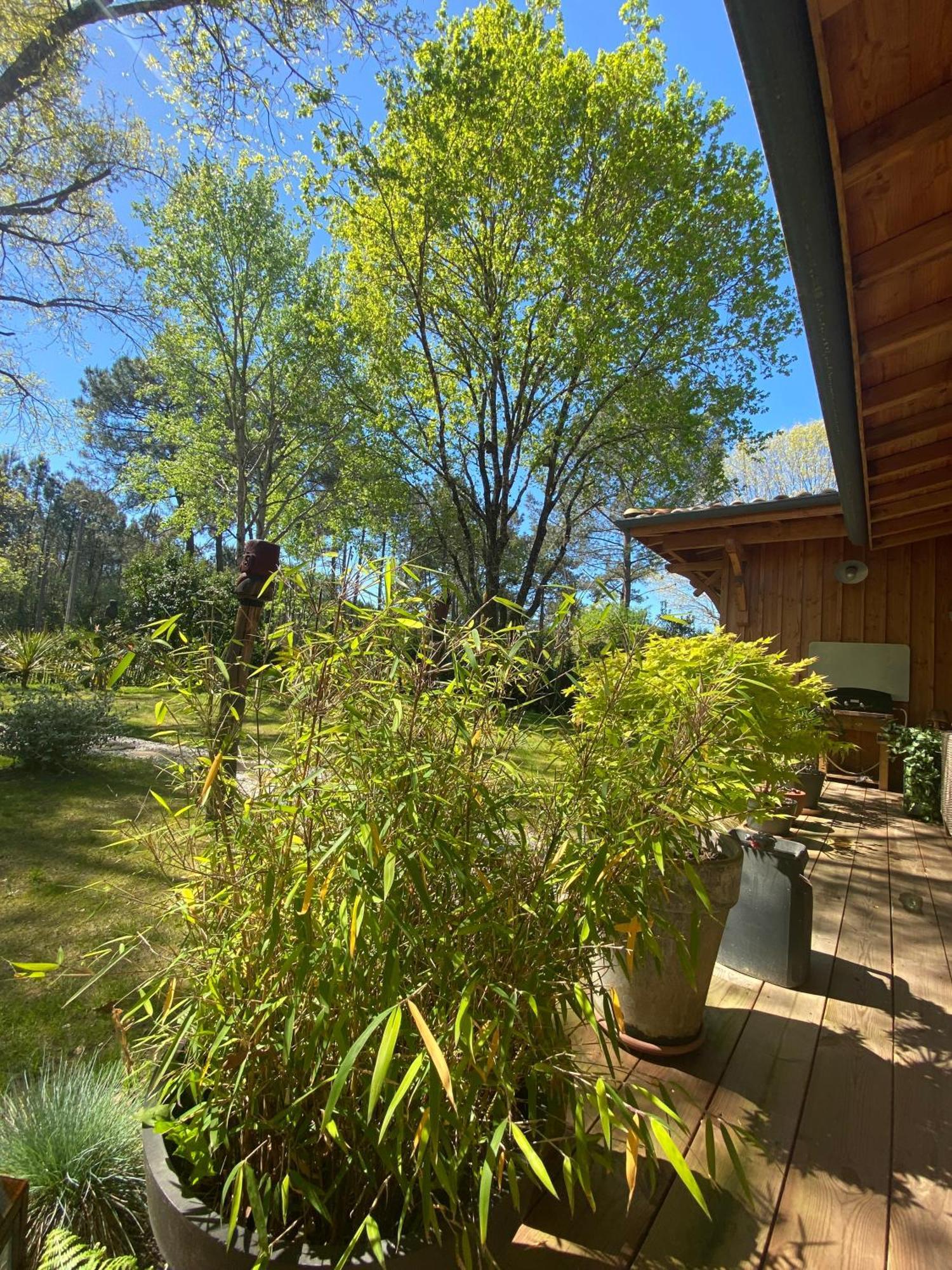 Chambre D'Hotes Sous La Canopee Bed & Breakfast Lanton Exterior photo